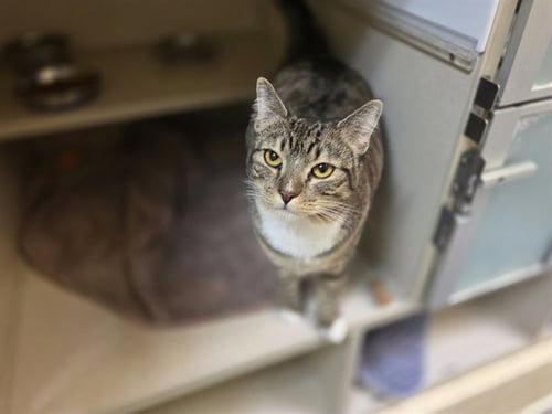 MISSY ANN - Domestic Short Hair available for adoption