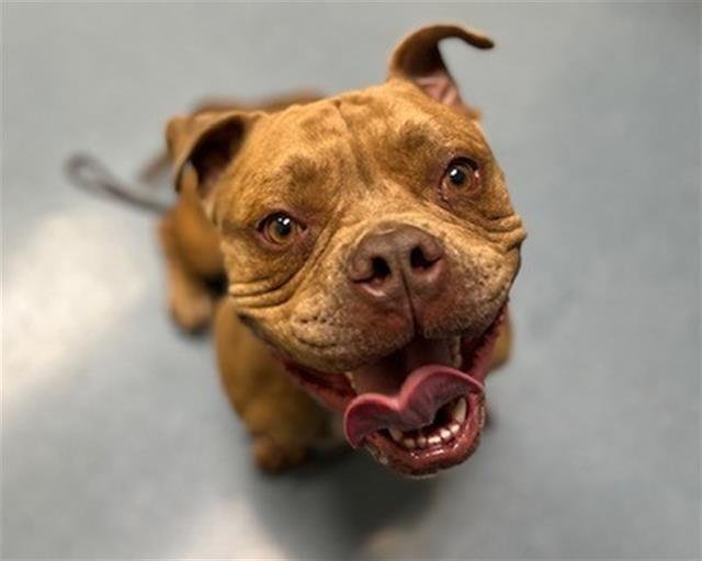 BRUNO - American Bulldog / Pit Bull Terrier available for adoption