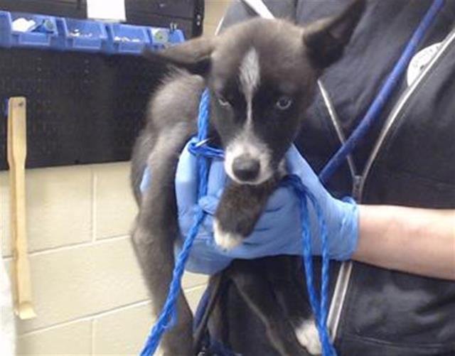 GOHAN - Siberian Husky available for adoption