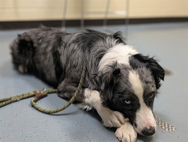 DUKE - Australian Shepherd available for adoption