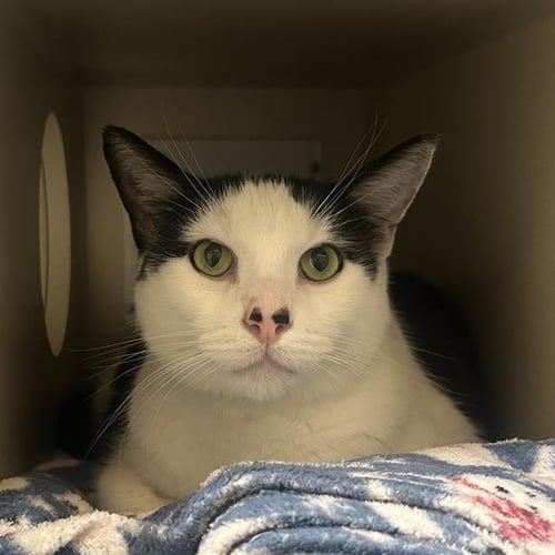 LEO - Domestic Short Hair for adoption in Denver