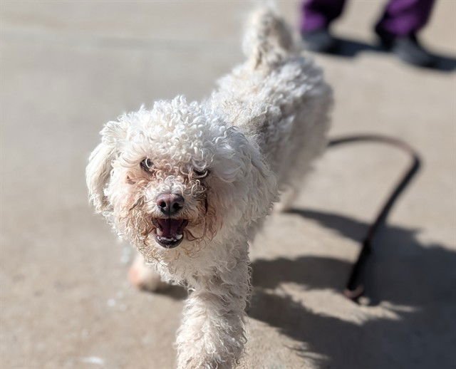 LEON - Shih Tzu / Poodle (Miniature) available for adoption