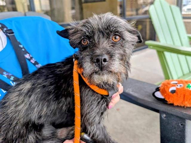 ALAKAZAM - Miniature Schnauzer available for adoption