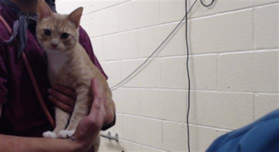 MICHELANGELO HAMATO - Domestic Short Hair available for adoption