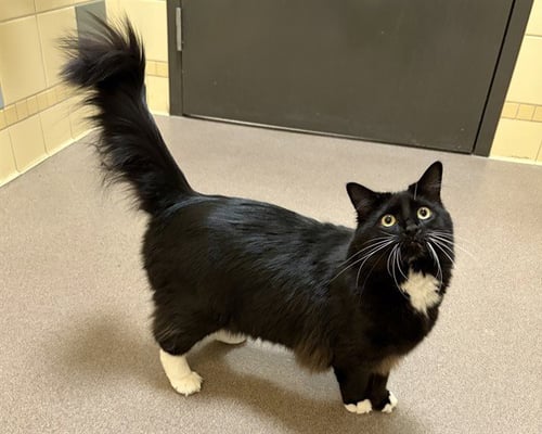CARLA - Domestic Long Hair available for adoption