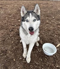 AKELA - Photo 1