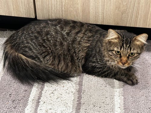 MEADOW - Domestic Medium Hair available for adoption