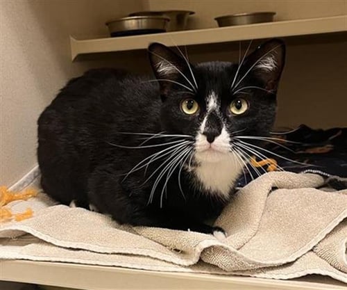 TUX - Domestic Short Hair available for adoption