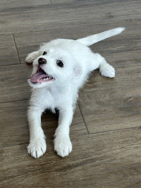 GURT - Poodle (Miniature) available for adoption