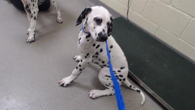 FISH - Dalmatian available for adoption