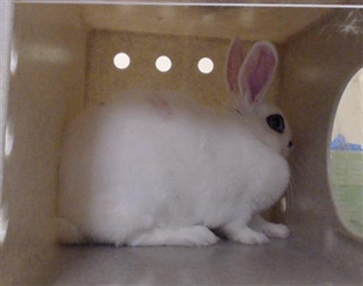 BONNIE Image