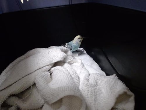 PEEP - Parakeet - Other available for adoption