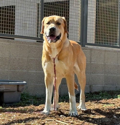 ALMOND JOY - Great Pyrenees / Labrador Retriever available for adoption