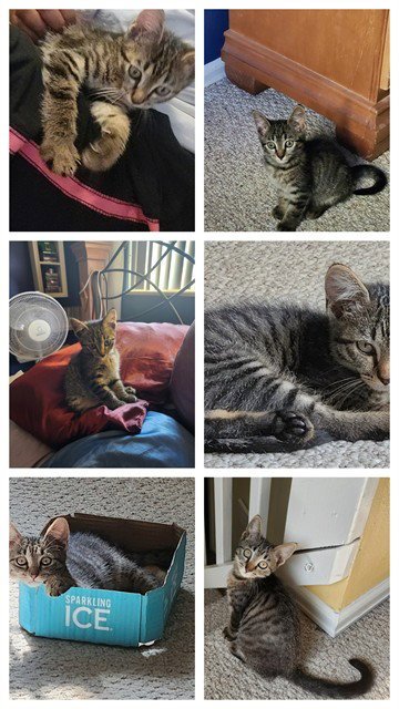 MAX - Domestic Short Hair available for adoption