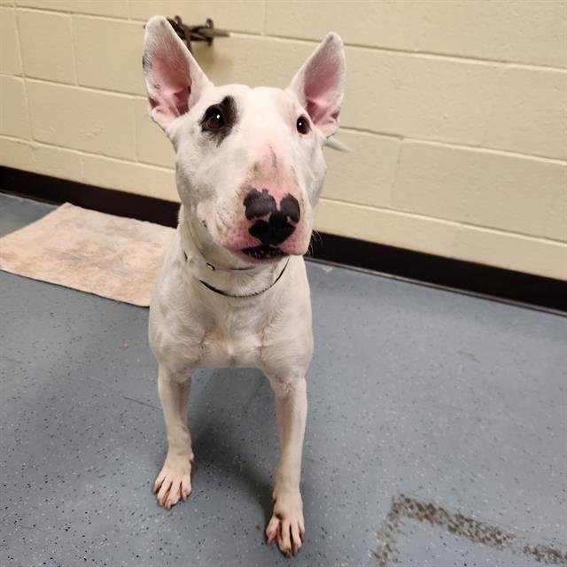 COLD FOAM - Bull Terrier available for adoption