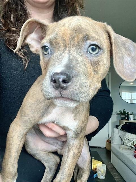 BEAU - Pit Bull Terrier available for adoption