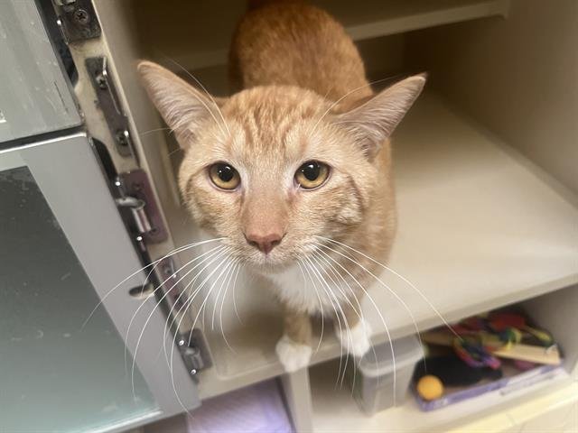 MITCH - Domestic Short Hair available for adoption