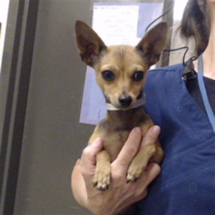 TEPIG - Chihuahua available for adoption