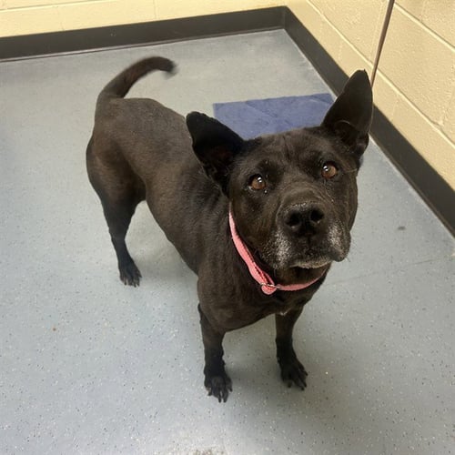 LOTUS - Chinese Shar-Pei / Australian Cattle Dog/Blue Heeler for adoption in Lakewood