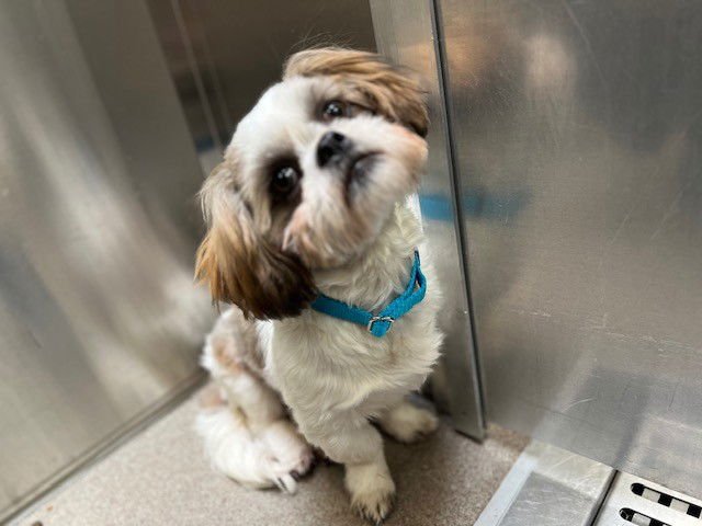 BUDDY - Shih Tzu available for adoption