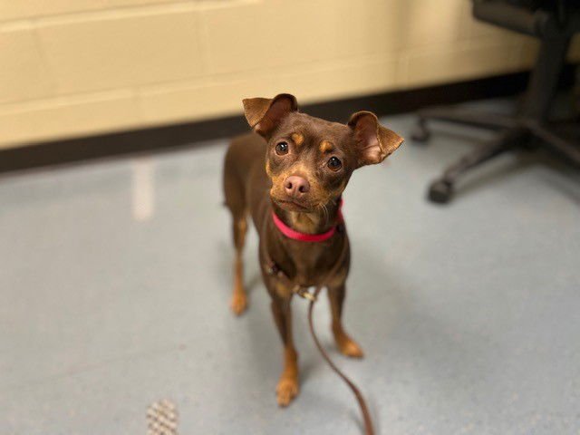 HADLEY - Chihuahua available for adoption