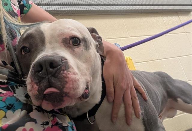 BEBE - Pit Bull Terrier available for adoption