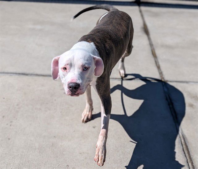 PUDDLE - Pit Bull Terrier available for adoption