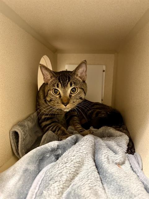 TALON - Domestic Short Hair available for adoption