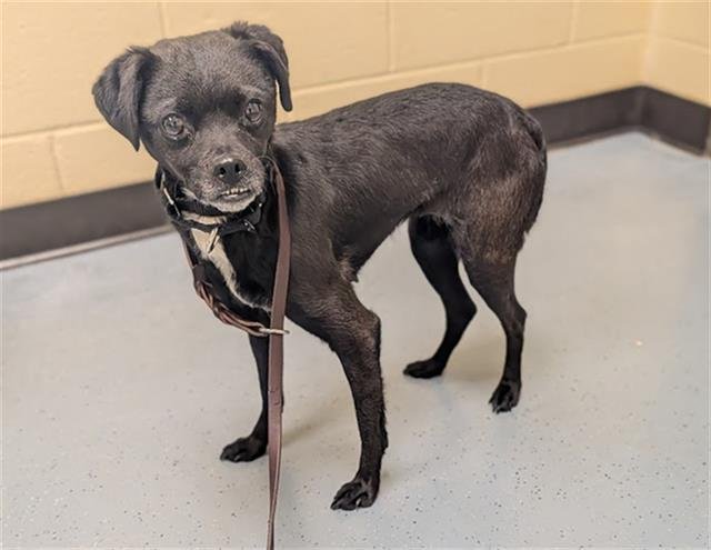 CHINA - Pug available for adoption