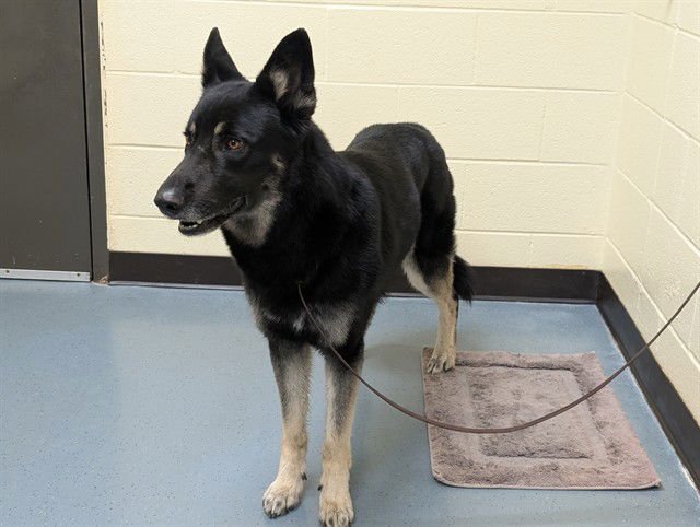 CAIRO - German Shepherd Dog / Siberian Husky available for adoption