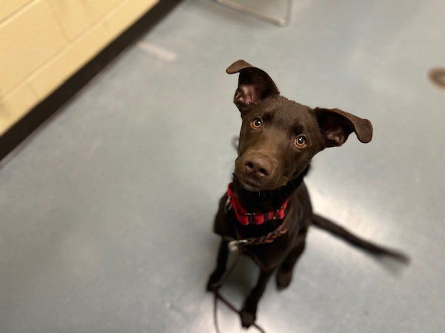 QUESO - Labrador Retriever available for adoption