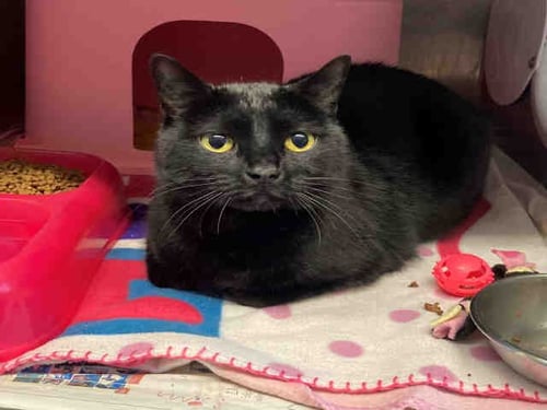 KITTY KITTY - Domestic Short Hair available for adoption