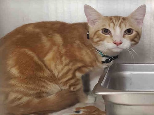 TIMMY - Domestic Short Hair available for adoption