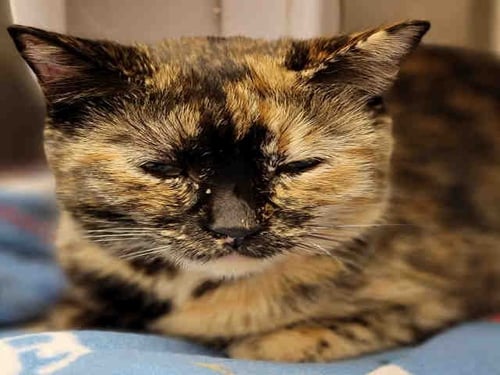 CATUCCINO - Domestic Short Hair available for adoption