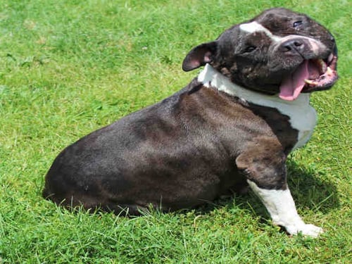 LUCY - Pit Bull Terrier available for adoption