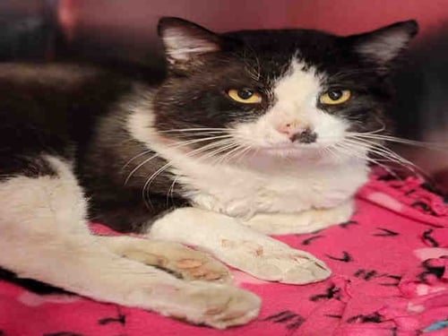 BAILEY - Domestic Short Hair available for adoption