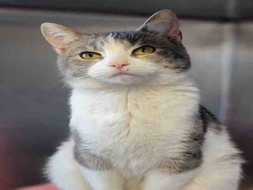ROSS - Domestic Short Hair available for adoption