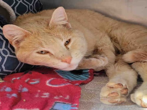 GUSS - Domestic Short Hair available for adoption