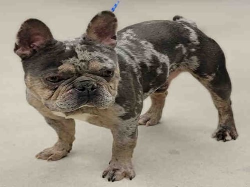 BLUE - French Bulldog available for adoption