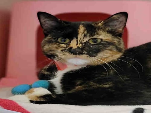 MINERVA - Domestic Short Hair available for adoption