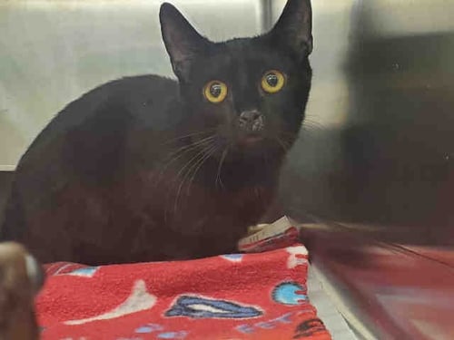 KNIGHT - Domestic Short Hair available for adoption