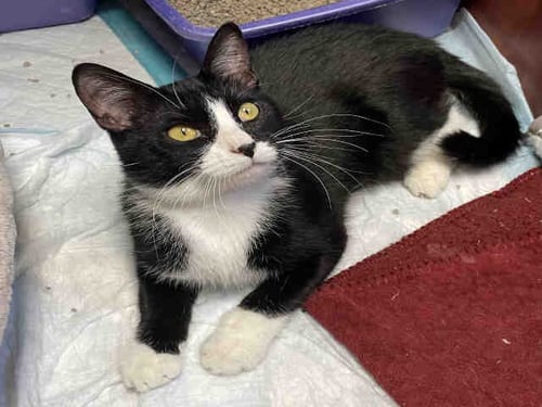 MOLLIE - Domestic Short Hair available for adoption