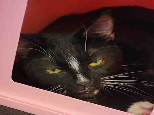 OADIE - Domestic Short Hair available for adoption