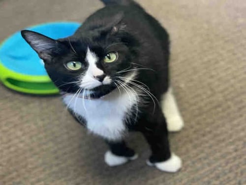 DAISY - Domestic Short Hair available for adoption