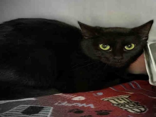 SHELLY - Domestic Short Hair available for adoption