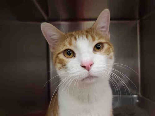 TATUM - Domestic Short Hair available for adoption