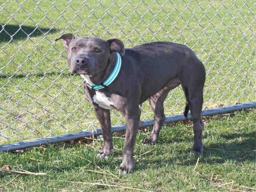 A441938 - Pit Bull Terrier available for adoption