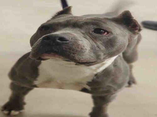 REMY - Pit Bull Terrier available for adoption
