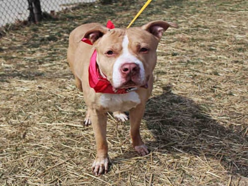 WILFRED - Pit Bull Terrier available for adoption