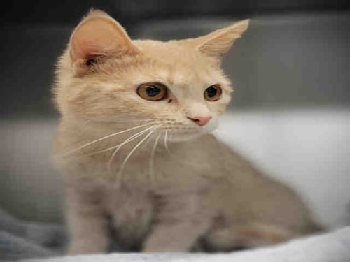 MUFFINS - Domestic Short Hair available for adoption